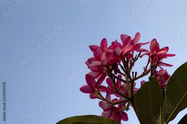 Obraz pink flower on blue sky