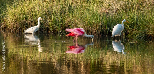 Fototapeta Spoonbill Breakfast Time