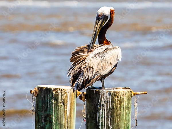 Fototapeta Bashful Pelican