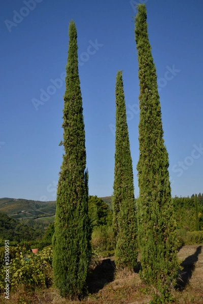 Fototapeta Cipressi