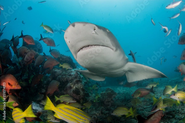 Fototapeta Lemon shark