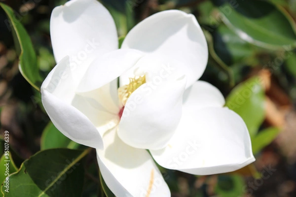 Obraz Magnolia bloom