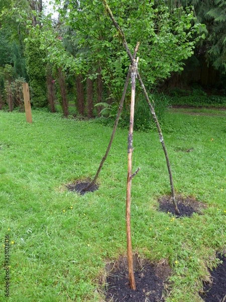 Obraz teepee for pole beans