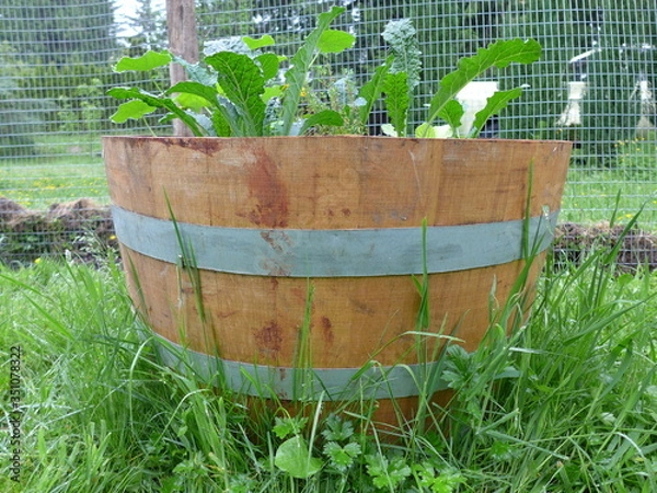 Obraz half oak barrel container garden