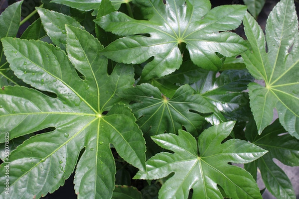 Obraz green leaf plant