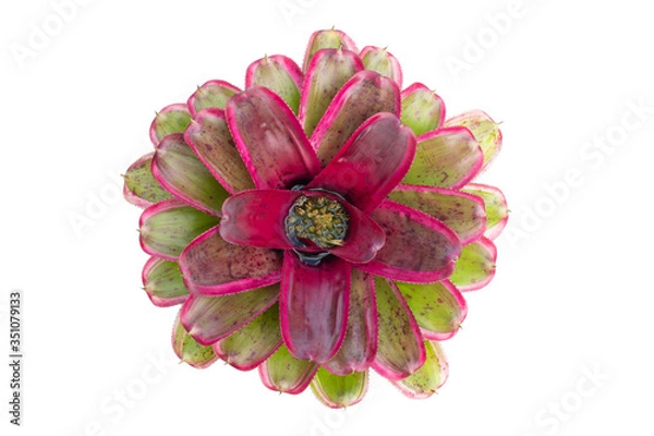 Obraz Bromeliad isolated on white background