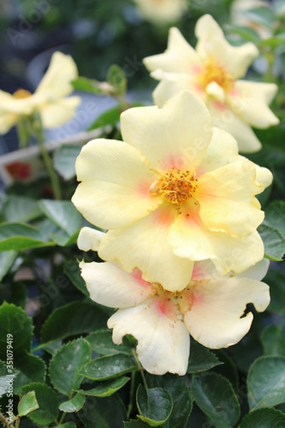 Obraz Yellow Landscape Rose