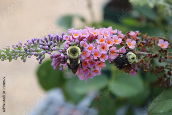 Obraz Bee pollinating on flower blooms