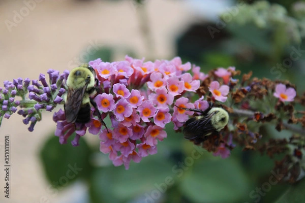 Obraz Bee pollinating on flower blooms