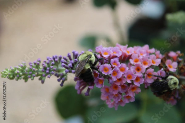 Obraz Bee pollinating on flower blooms