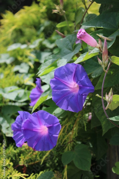 Obraz Purple trail vine flower