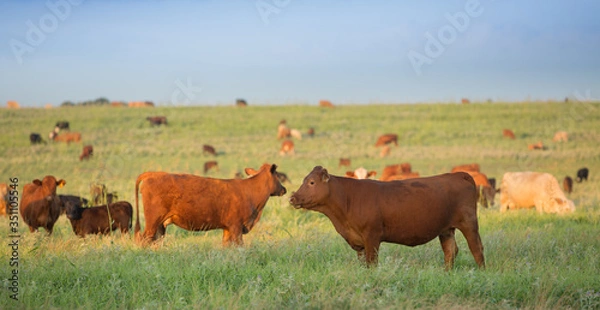 Obraz Cows grazing in pasture on the beef cattle ranch