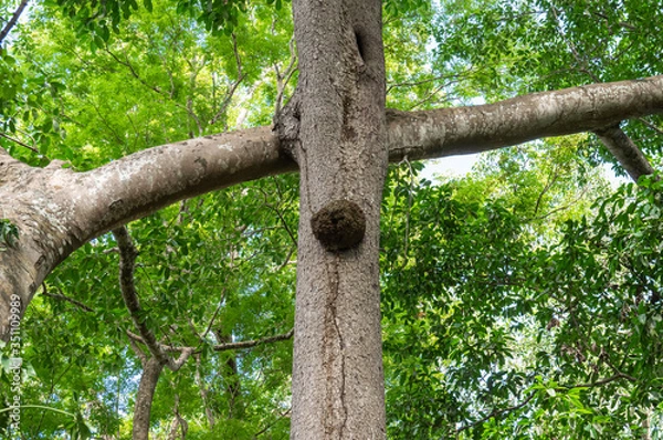 Fototapeta Picture of a branch that has grown together with another tree trunk cross-shaped leafy roof in the background
