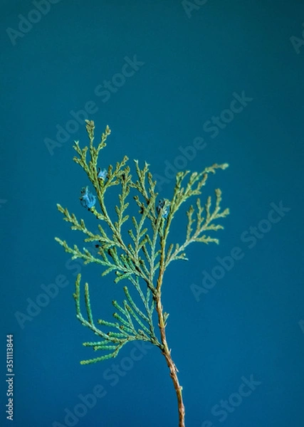 Obraz Dried arborvitae on wall background