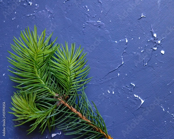 Obraz Young spruce branch on a blue background