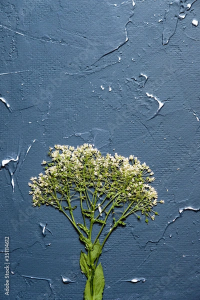 Obraz One wildflower on a textured background