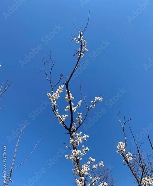 Obraz tree branches against blue sky