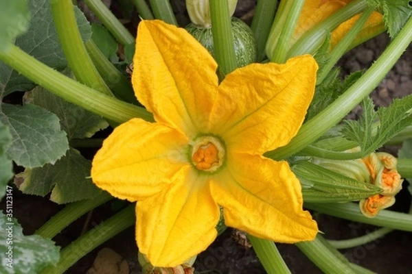 Obraz Fleur de courgette, culture