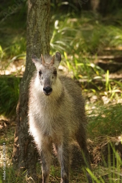 Fototapeta ニホンカモシカ