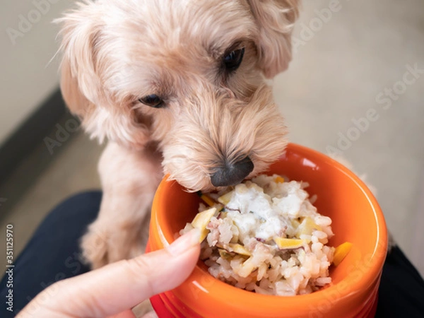 Obraz ドッグボウルに入ったペットフードを待てなくてかぶりつくかわいい小型犬【マルプー】