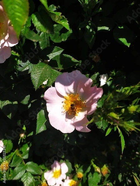 Obraz pink water lily