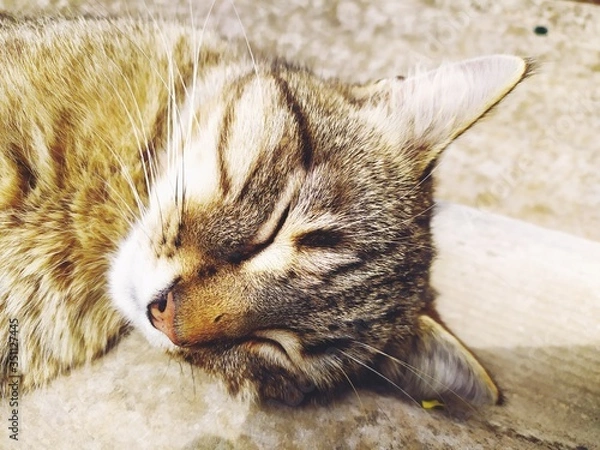 Obraz portrait of a cat