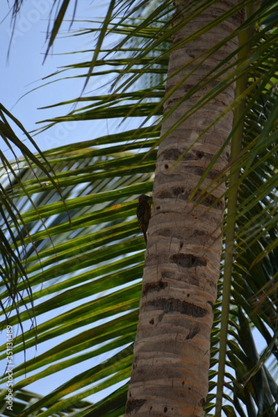 Fototapeta woodpecker on the tree trunk