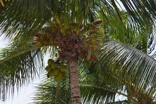 Fototapeta view of the palm from below
