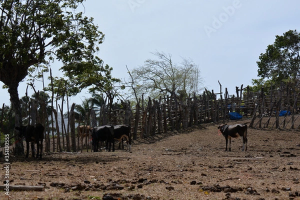 Fototapeta several cows on the farm, walking