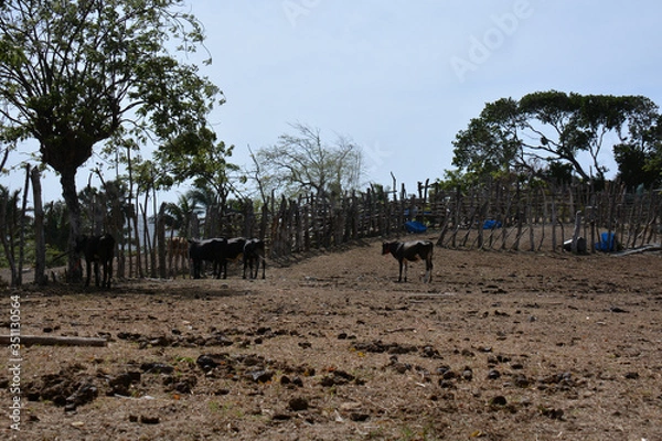 Fototapeta cattle on the dominican farm
