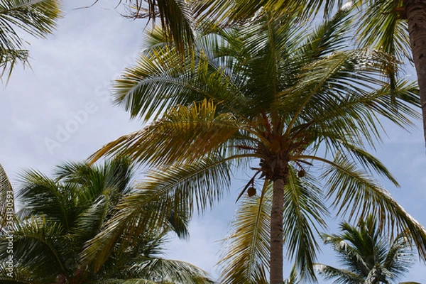 Fototapeta  palm trees with leaves as a background