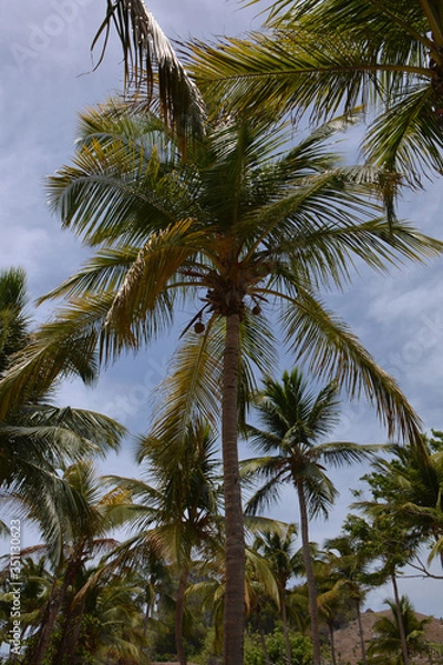 Fototapeta palm trunks and leaves as a background