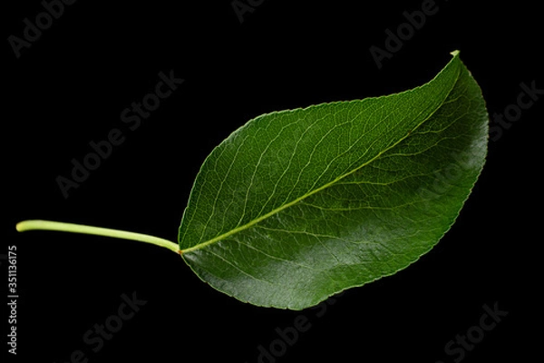 Fototapeta Pear leaf closeup