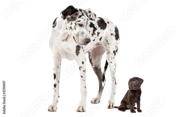 Obraz Duży pies Mały pies