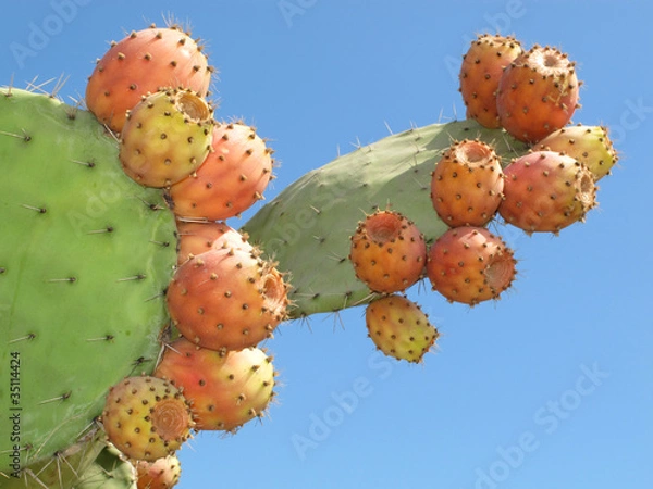 Fototapeta Cactus - fruto