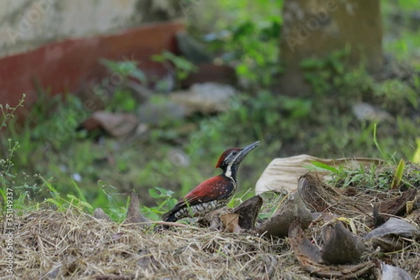 Obraz beautiful bird