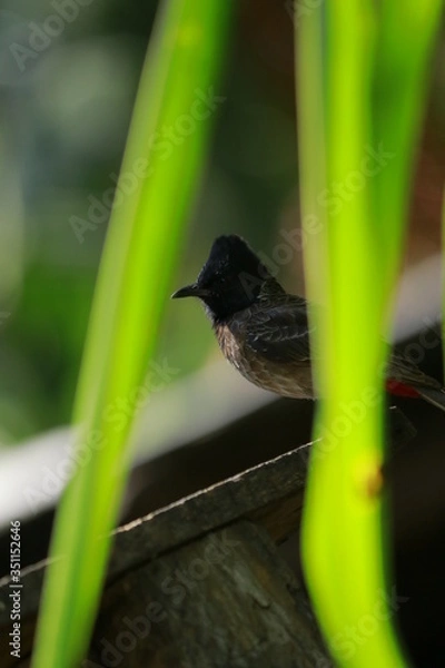 Obraz bird on the roof