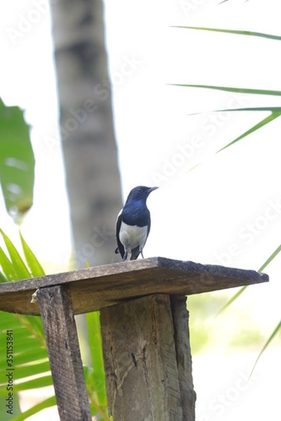 Obraz home garden bird
