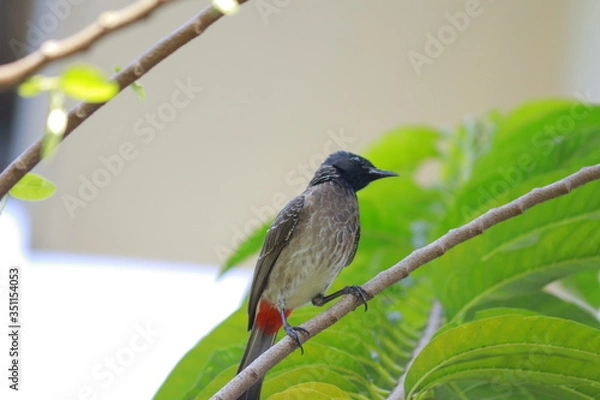 Obraz eye catching bird