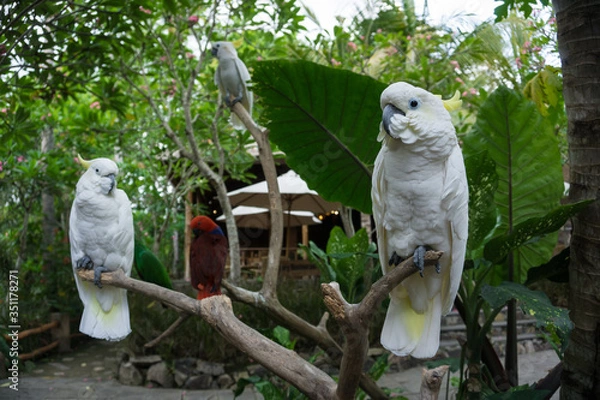 Obraz white parrot in a tree