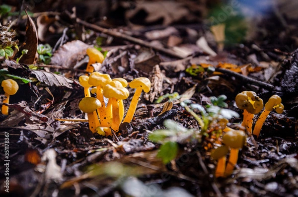 Obraz Leotia lubrica 1