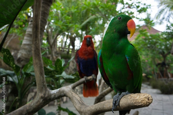 Obraz red and green macaw