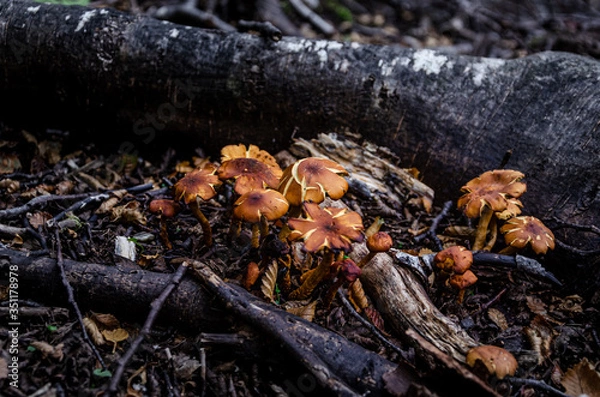 Fototapeta comunidad setas
