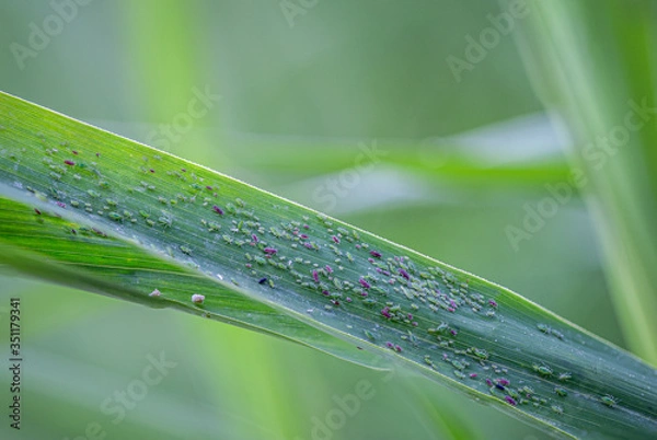 Obraz Läuse auf Pflanzen