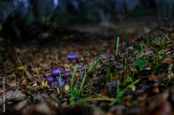 Obraz Cortinarius magellanicus 6