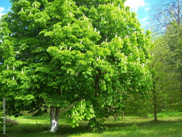 Obraz kwitnący kasztan