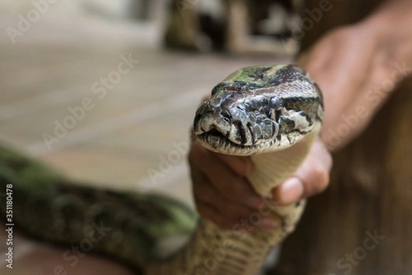 Obraz snake in the hand