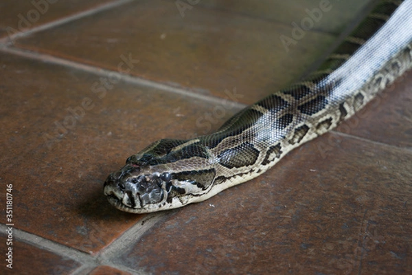 Obraz snake in the sand