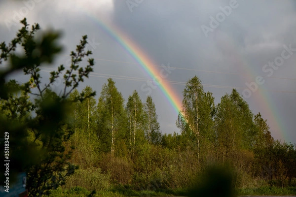 Obraz rainbow in the forest