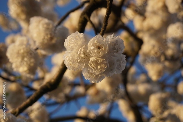 Obraz white cherry bloom in the middle